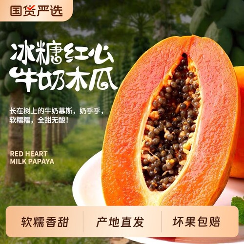 正宗广西冰糖红心牛奶木瓜应当季新鲜水果现摘农家自种树上熟下奶