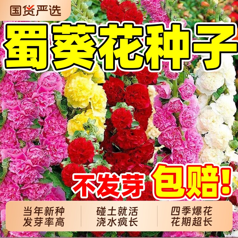 蜀葵花种子重瓣四季开花室外公园景区花籽易活花卉夏天庭院花种籽