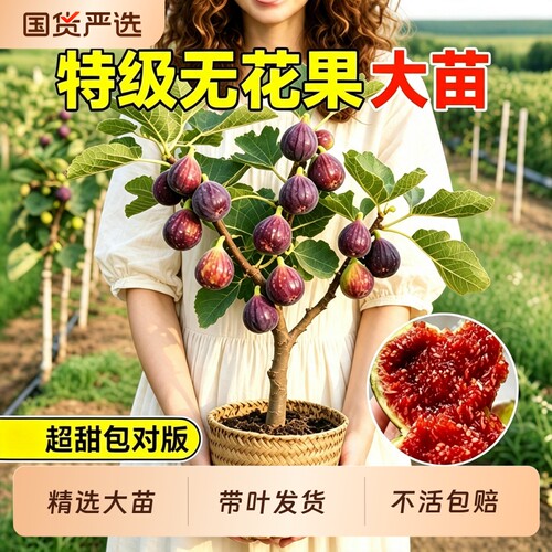 无花果树苗格莱斯波姬红果苗特大果南北方四季种植当年结果地盆栽
