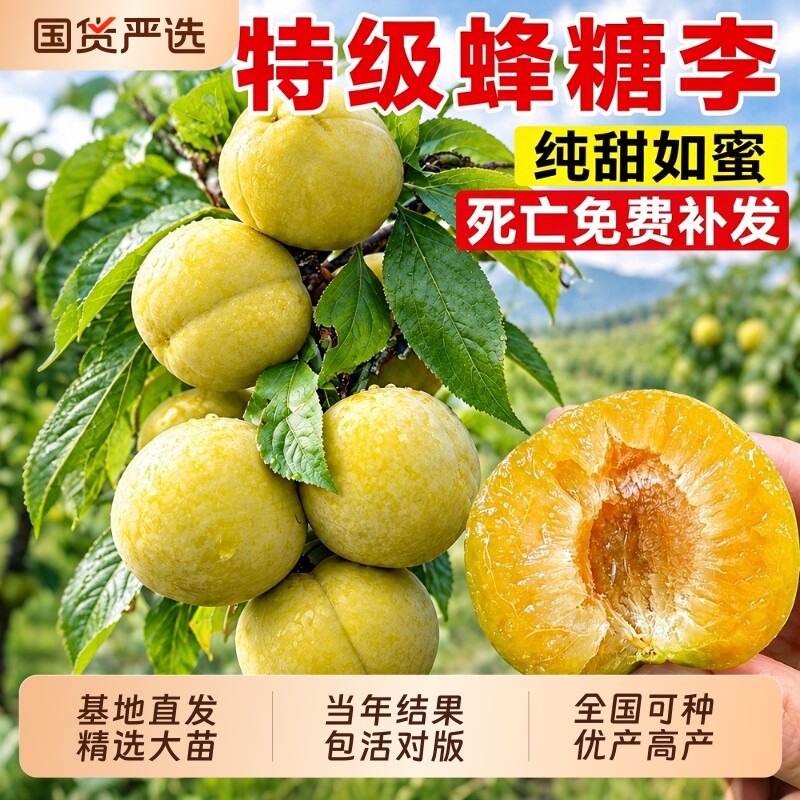 蜂糖正宗李子树苗三华李子贵州六马果树果苗阳台盆栽南方北方种植