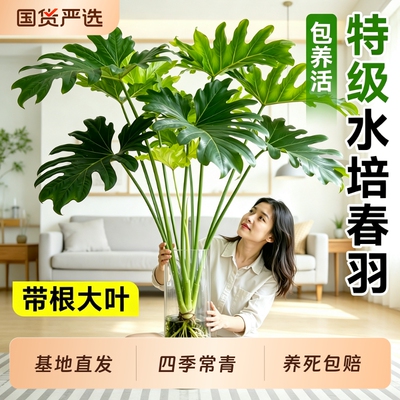 龙鳞春羽老桩水培植物网红绿植春羽盆栽轻奢高级摆件四季常绿好养