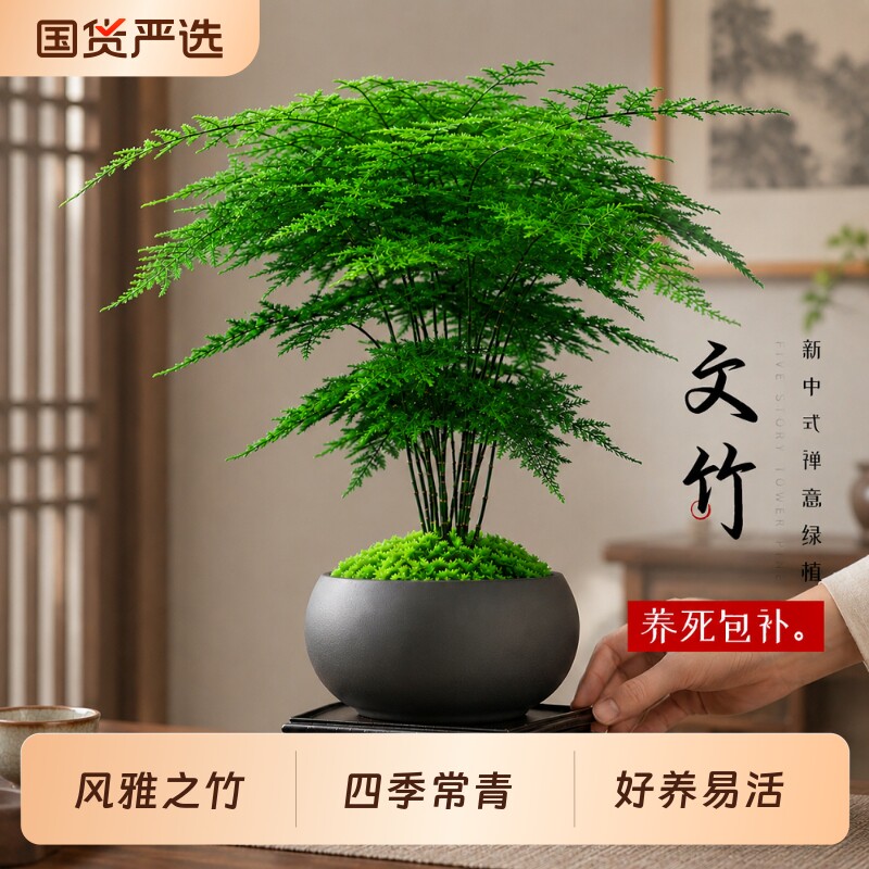 文竹盆栽室内桌面绿植办公室耐阴禅意盆景客厅植物摆件四季好养活图片