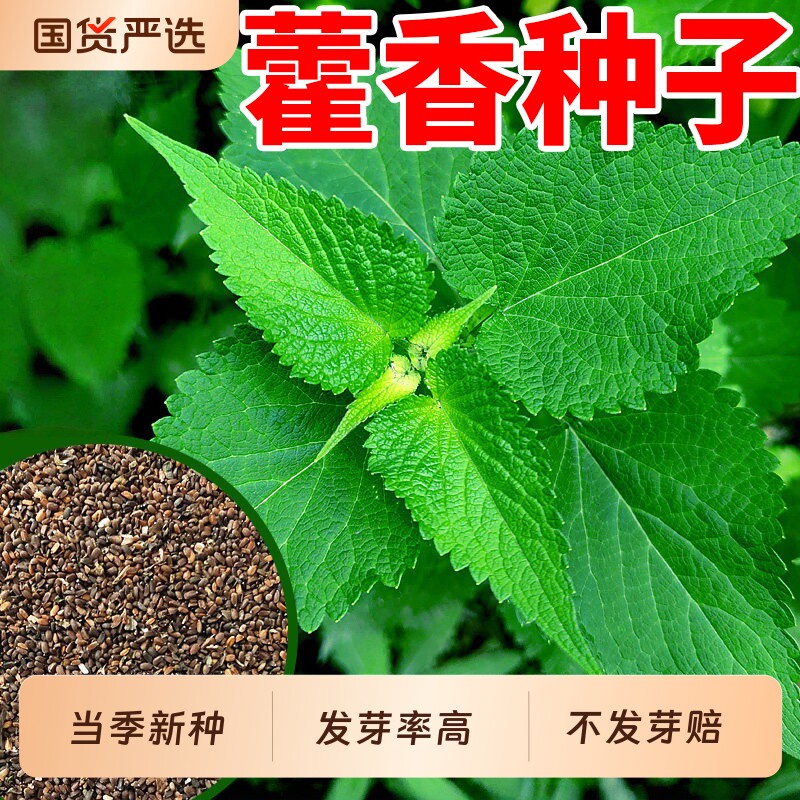 藿香种子药材种子新产藿香种籽可食用多年生解暑霍香正气香草种子