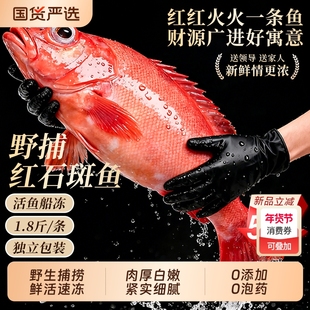 红石斑鱼礼盒鲜活冷冻超大红鱼龙胆深海富贵鱼非东星斑新海鲜水产