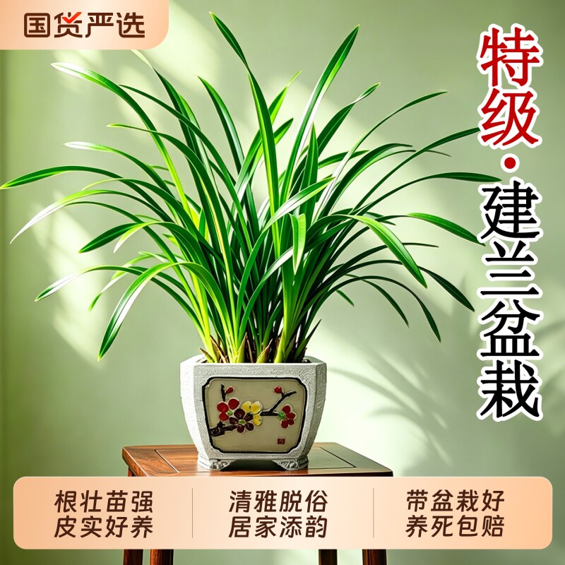 特级建兰盆栽室内外客厅名贵兰花阳台浓香型乔迁礼物好养开花绿植