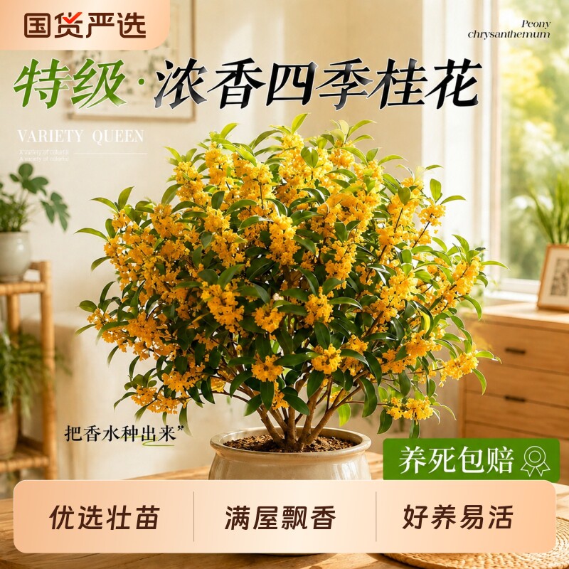 大盆老桩四季桂花盆栽绿植树苗室内外客厅花卉开花易活高级感家里图片