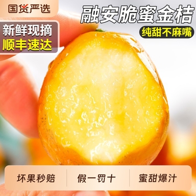 顺丰次日达丨融安脆蜜金桔