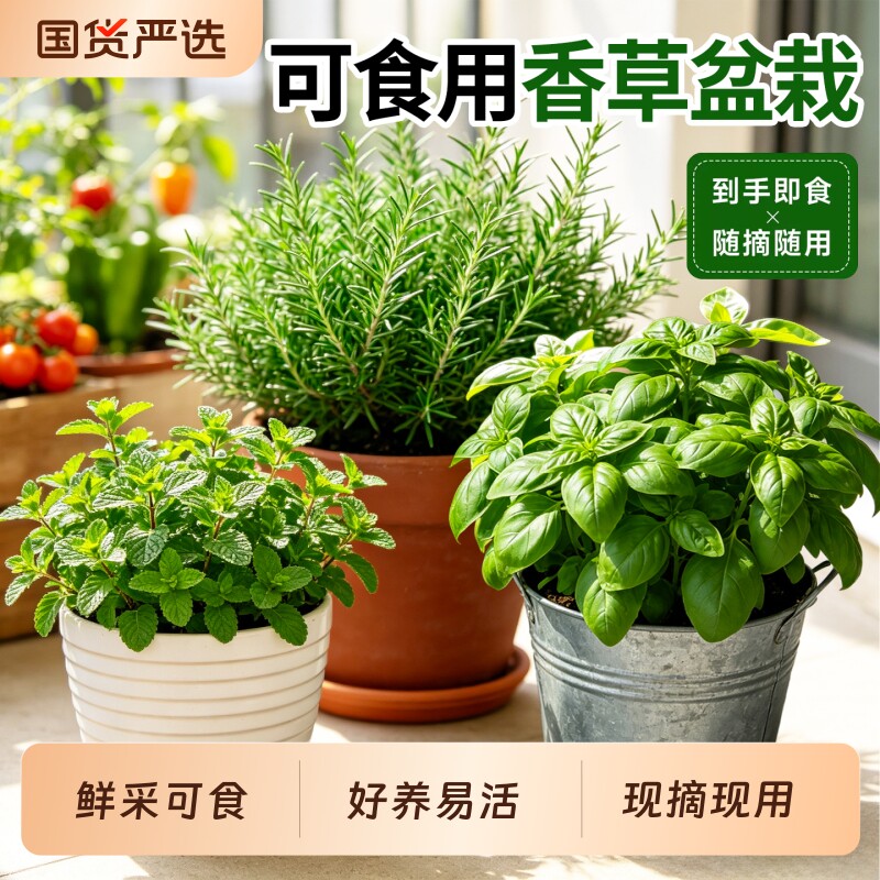 薄荷盆栽可食用迷迭香九层塔罗勒香茅草绿植室内阳台驱蚊植物好养