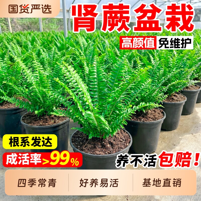 肾蕨盆栽波斯顿肾蕨类排骨草观叶植物室内外庭院花镜蕨类阳台造景图片