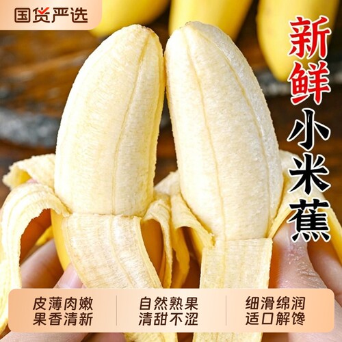 广西小米蕉当季新鲜水果自然熟