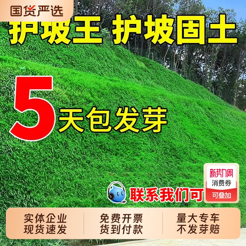 护坡固土草籽护坡王绿化草坪种子四季青抗热植物草种开花野花草花