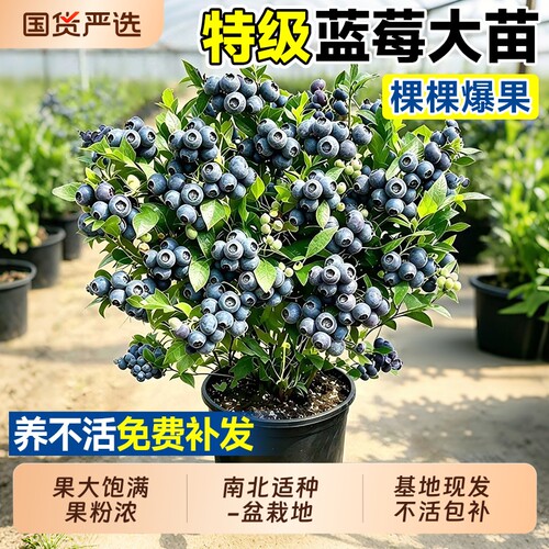 L25花香蓝莓树果苗盆栽带果南方种植四季特大号果树阳台水果耐寒