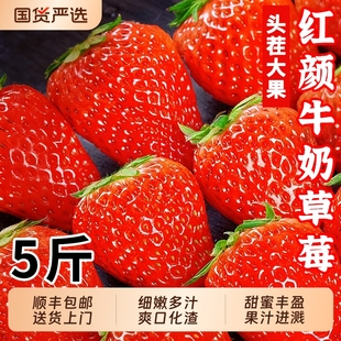 正宗红颜奶油草莓99红颜牛奶大奶油新鲜水果礼盒当季整箱包邮顺丰