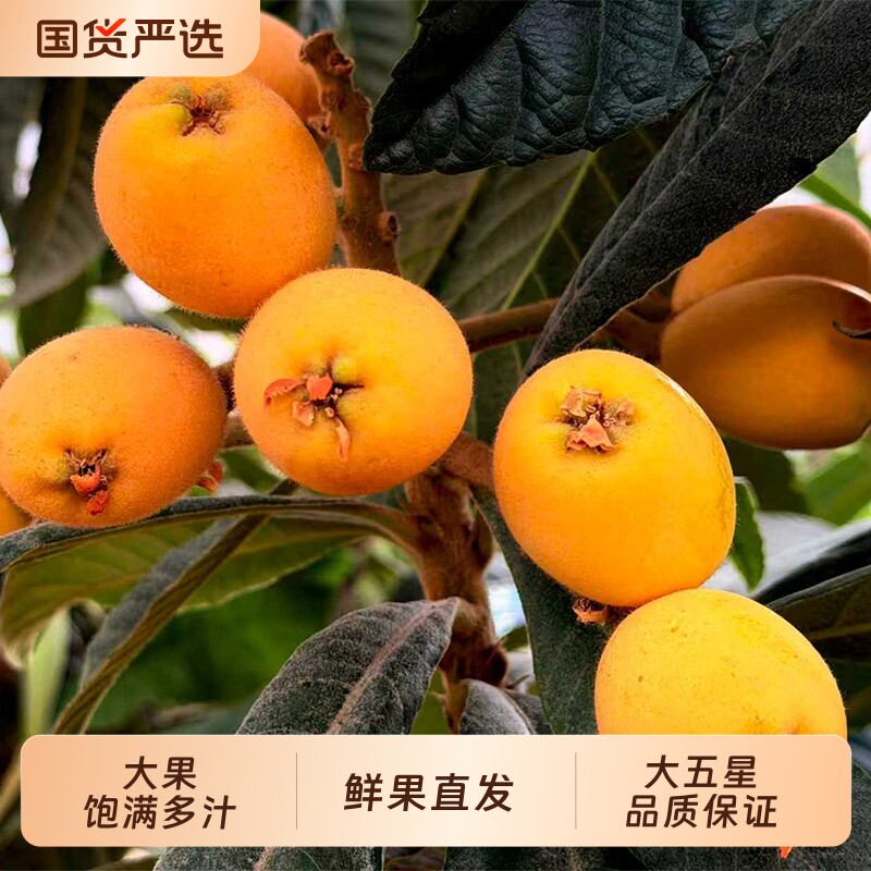 正宗大五星甜枇杷新鲜纯甜高山枇杷宝宝孕妇应季水果，果园直发