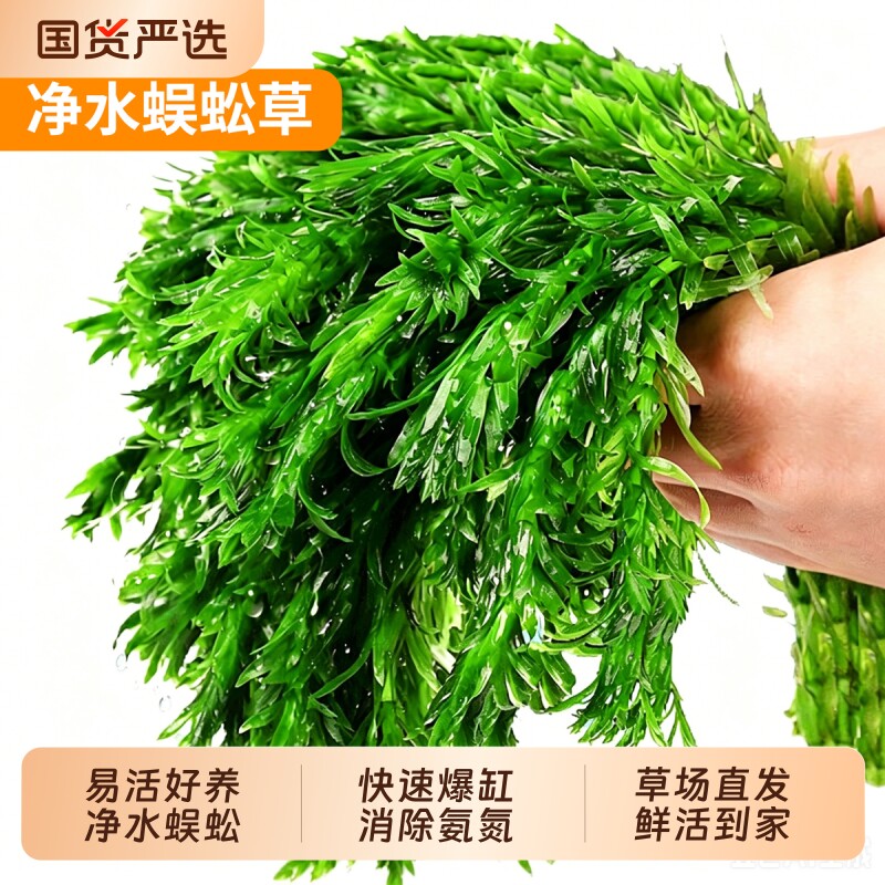 蜈蚣草鱼缸水草新手绿植后景草图片