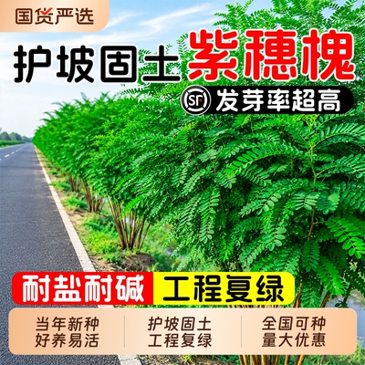 紫穗槐种子棉刺槐护坡固土草籽多年生公路边坡工程绿化灌木草种籽
