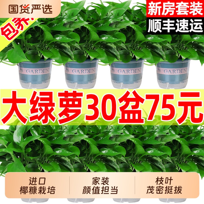 新房家用绿萝盆栽室内植物客厅净化空气吸除甲醛绿箩花卉水培绿植