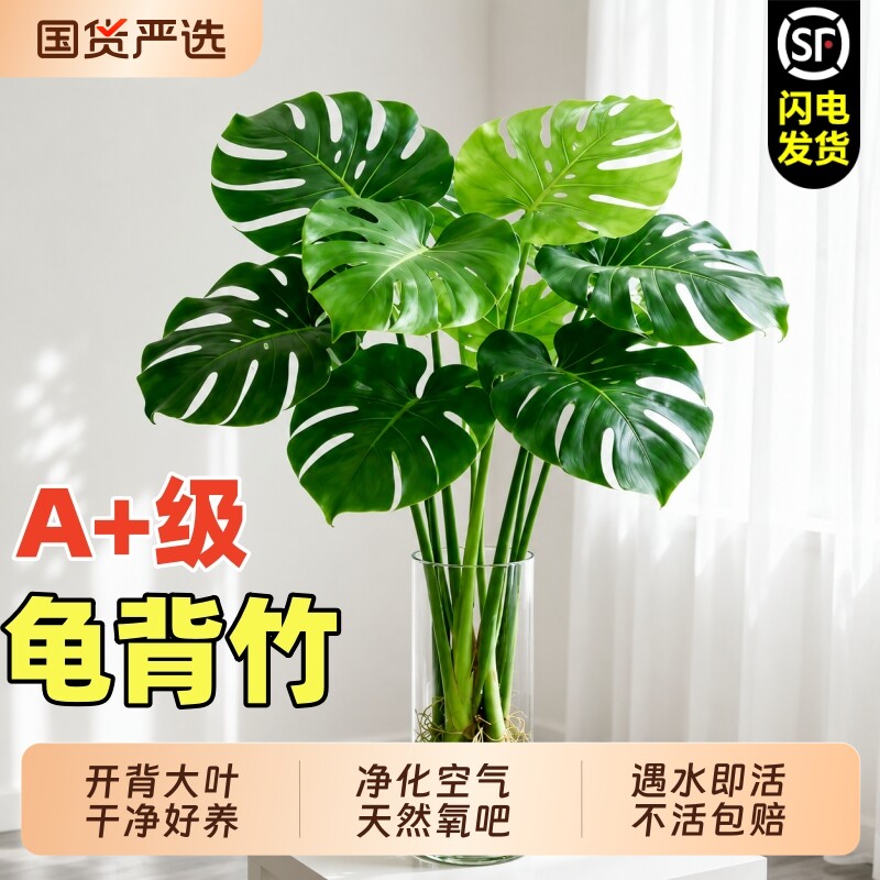 龟背竹水培植物大型绿植室内盆栽大叶老桩卧室客厅办公室桌面四季