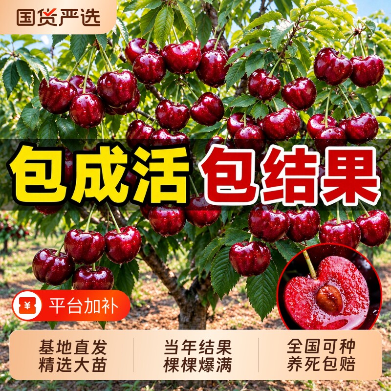 车厘子树苗正宗樱桃树苗矮化特大嫁接果树庭院名贵南北方种植盆栽