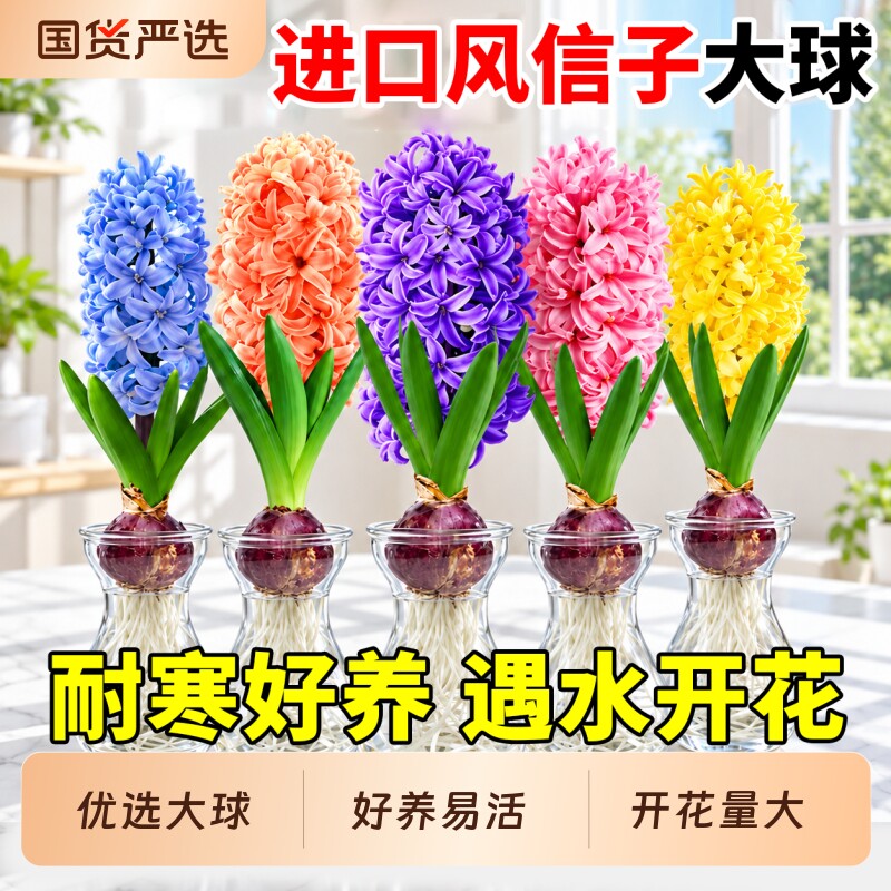 进口风信子种球水养土培水培带芽室内花冬季耐寒易活花卉盆栽植物