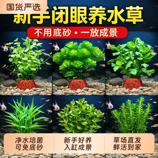 鱼缸火山石水草植物造景水培阴性蜈蚣草绿菊真草摆件全套餐沉底