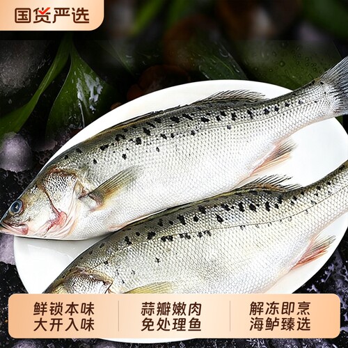 开背海鲈鱼大条活鱼现杀速冻锁鲜免杀免洗 家用商用清蒸烧烤食材