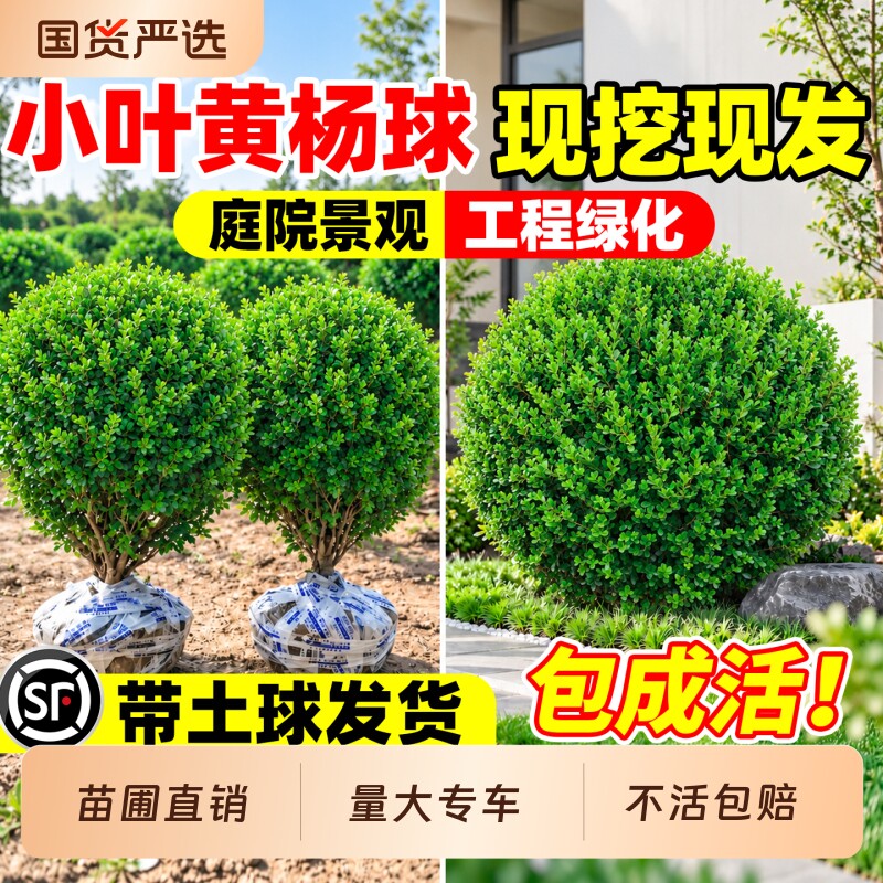 小叶黄杨球庭院别墅花坛地栽耐寒四季常青篱笆绿化工程苗瓜子黄杨