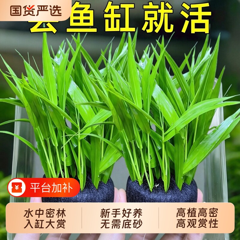 青竹大坨水草鱼缸造景专用植物坨草净化水质养鱼造景装饰阴性增氧