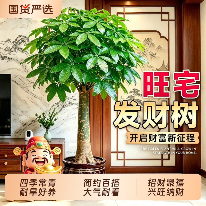 发财树客厅大盆栽招财树办公室内旺宅盆景落地绿植乔迁开业送礼