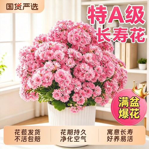 长寿花盆栽带花苞大花瓣四季开花室内外阳台花卉植物好养绿植送礼