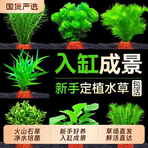 青色水景火山石水草植物鱼缸造景