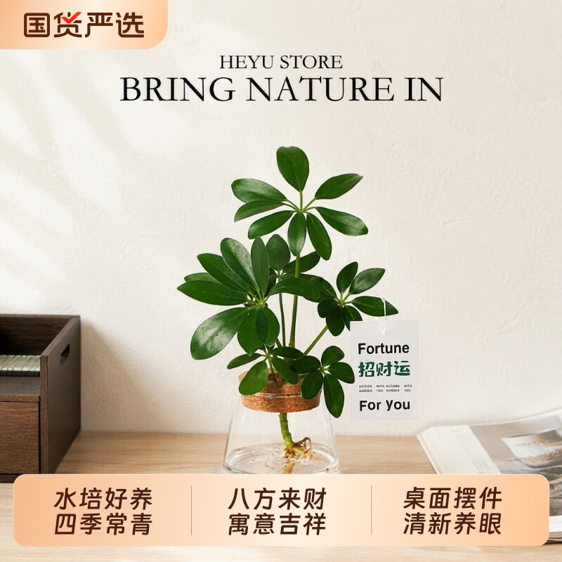 鸭脚木盆栽水培植物办公桌面绿植室内好养文竹懒人花卉净化空气