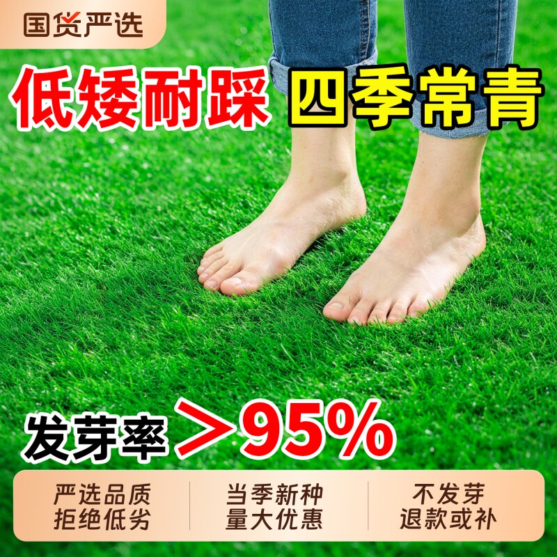草坪草籽四季常青护坡狗牙根庭院草皮绿化马尼拉黑麦草种子孑种植