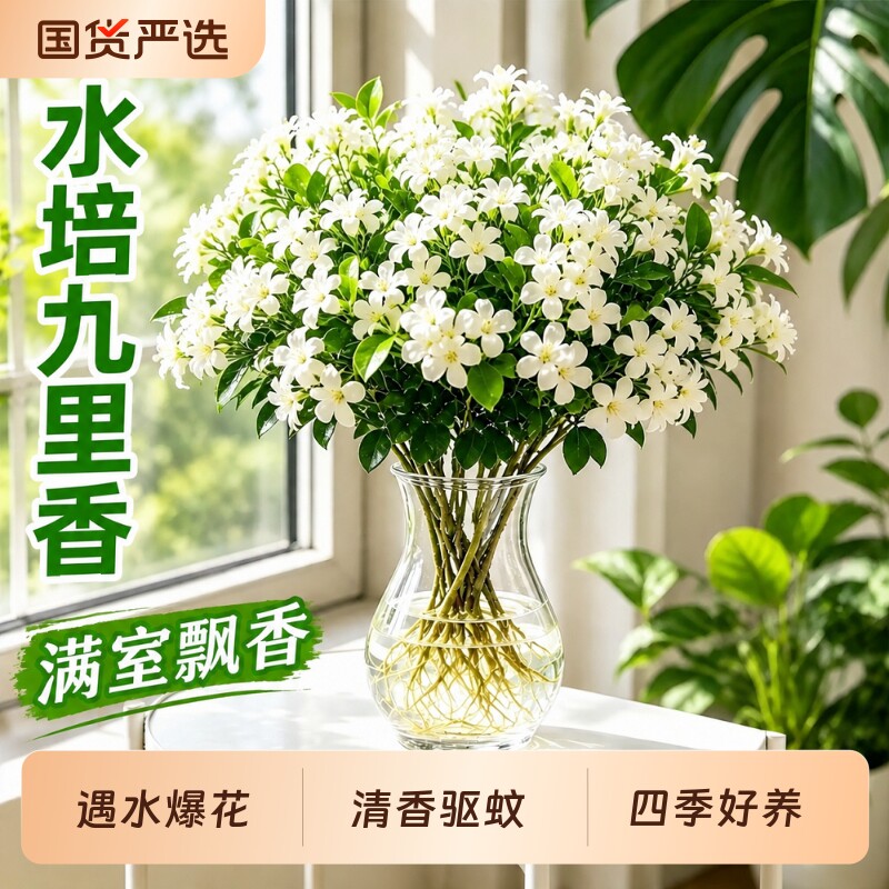 九里香盆栽四季开花水培植物桌面绿植室内发财树水养花卉懒人好养
