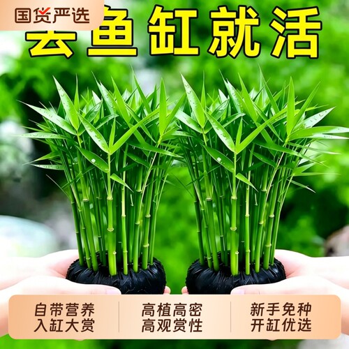 青竹大坨水草鱼缸造景净水增氧