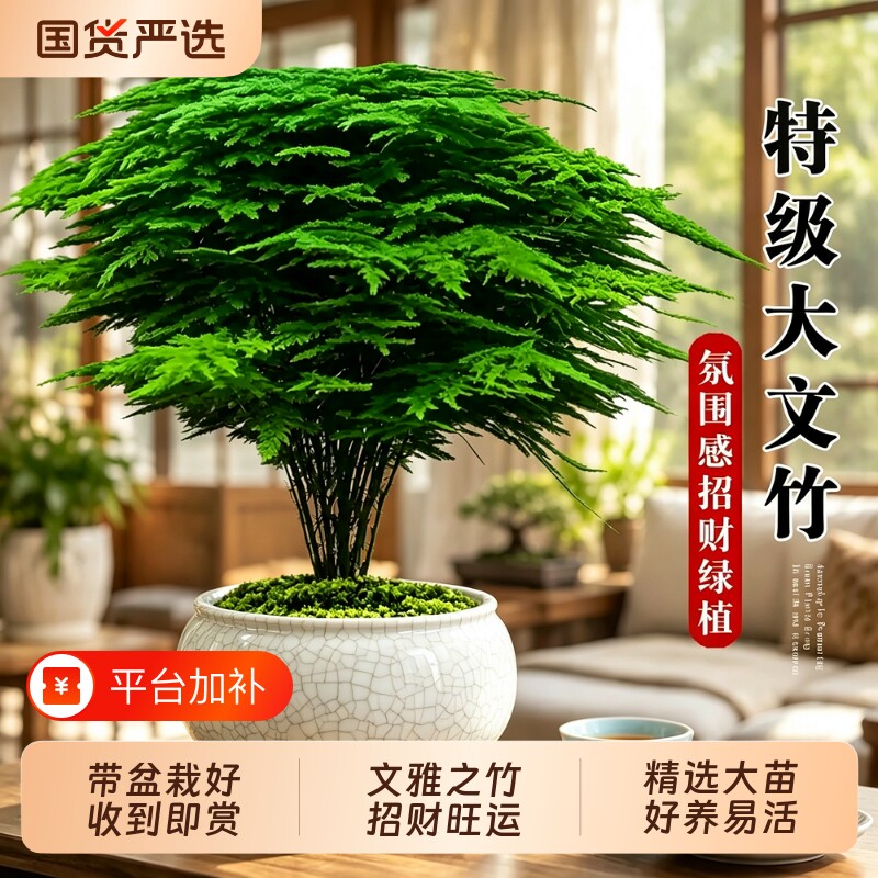 大文竹盆栽招财旺宅桌面盆景办公室绿植室内客厅中式禅意四季植物