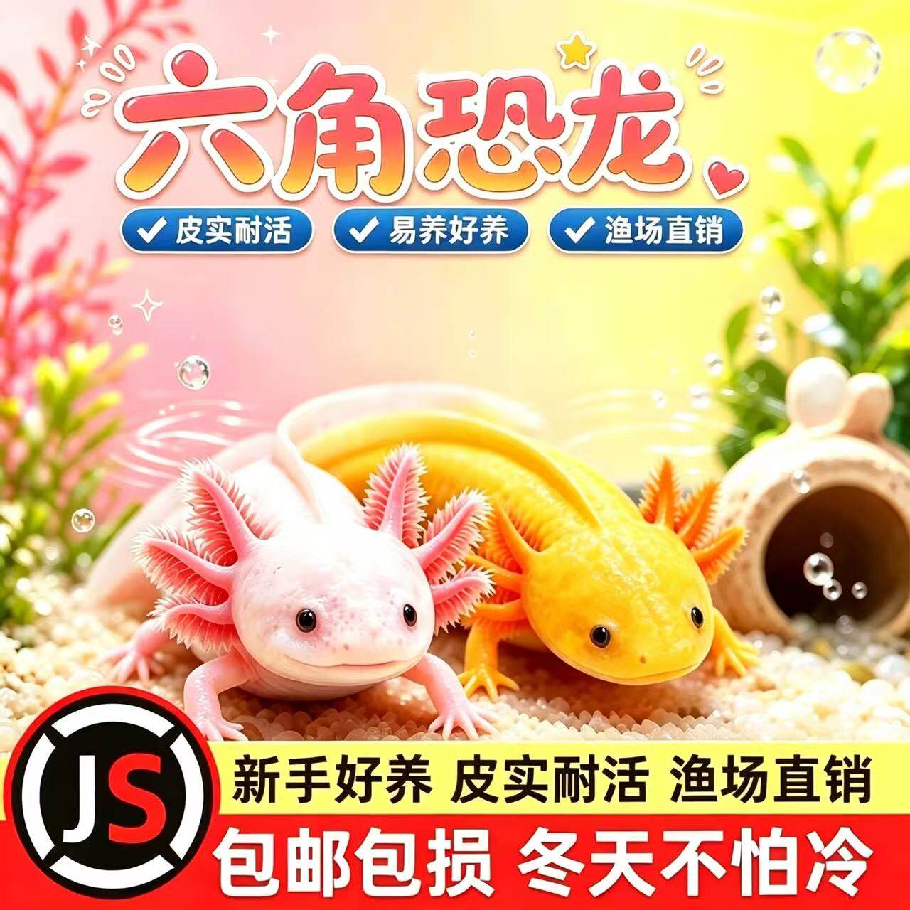 六角恐龙鱼冷水鱼蝾螈好养耐活观赏鱼六角龙淡水宠物小鱼苗活体鱼