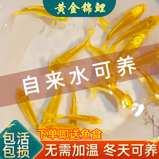 黄金锦鲤活鱼观赏鱼新手鱼小型纯种龙凤锦鲤好养耐活金鱼冷水鱼