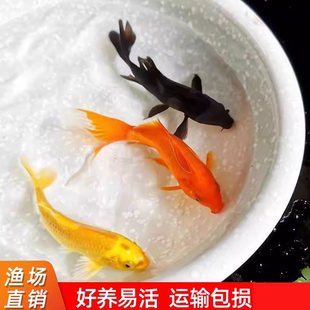 大红草金鱼淡水活鱼锦鲤观赏鱼好养冷水鱼纯种凤尾三色草金鱼活鱼