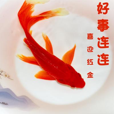 草金鱼活鱼冬季观赏鱼新手好养锦鲤冷水鱼长尾红草金淡水小金鱼苗