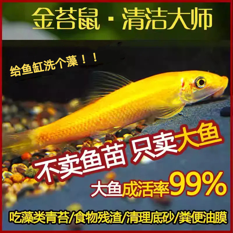 金苔鼠清苔鼠活鱼热带观赏鱼黄金红眼女王清道夫活体除藻鱼清洁鱼