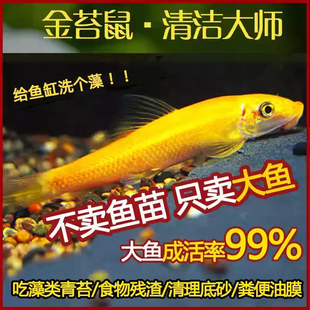 金苔鼠清苔鼠活鱼热带观赏鱼黄金红眼女王清道夫活体除藻鱼清洁鱼