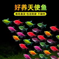 天使鱼观赏鱼七彩鱼活体草缸小型淡水热带鱼苗好养耐活大号红天使