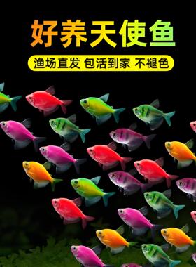 天使鱼观赏鱼七彩鱼活体草缸小型淡水热带鱼苗好养耐活大号红天使