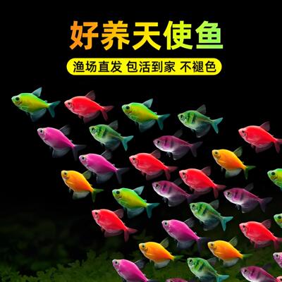 天使鱼观赏鱼七彩鱼活体草缸小型淡水热带鱼苗好养耐活大号红天使