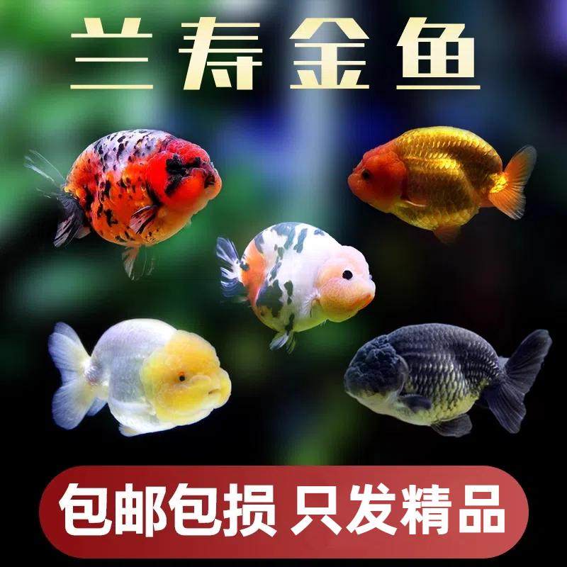 精品兰寿泰狮金鱼冷水观赏鱼招财好养冷水鱼纯种红白蝶尾小金鱼苗