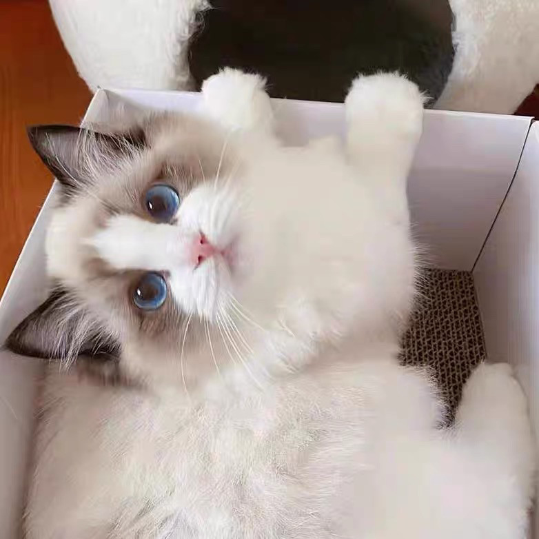 布偶猫幼崽长毛仙女宠物猫咪活体海双蓝双重点色小奶猫