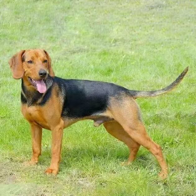 巴尔干猎犬幼犬纯种正宗一代短毛美国猎狗赶山狗狩猎打猎