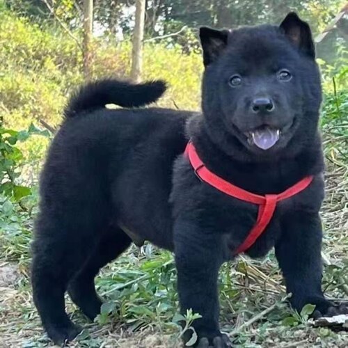 广西虎头五黑犬黑狗土猎犬赶山犬小黑狗纯黑田园犬五黑犬小黑狗