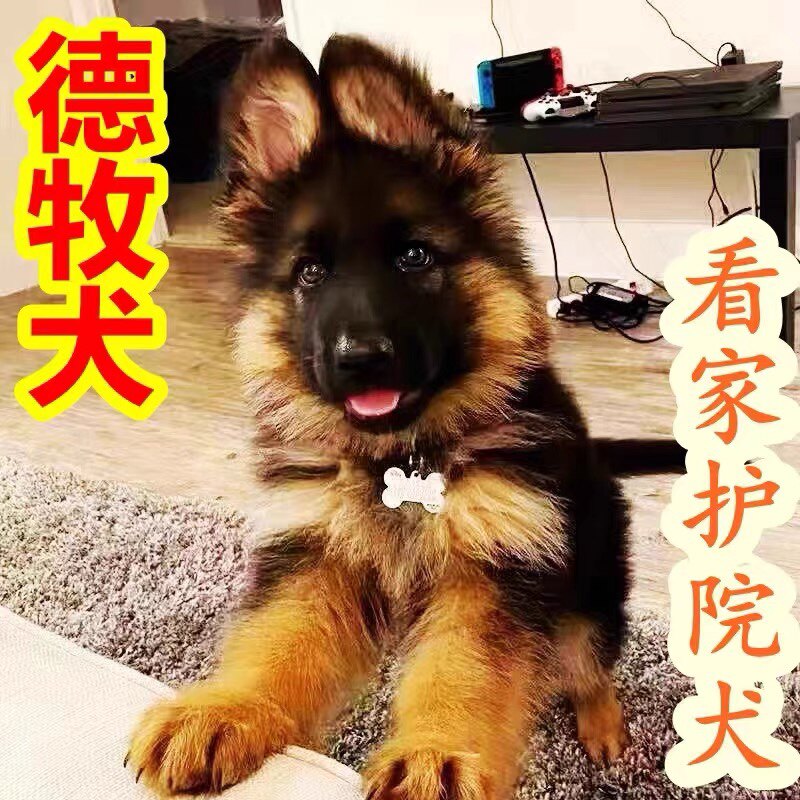 德牧犬幼犬德国牧羊犬霸气幼犬大狗狗